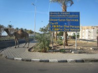 My first camel, just out of the police station