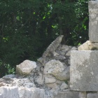 Iguana visiting the ruins
