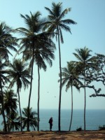 Palm trees …